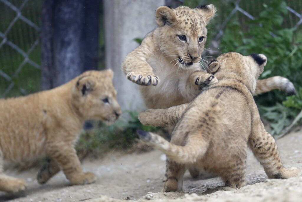 APTOPIX Czech Republic Rare Lions
